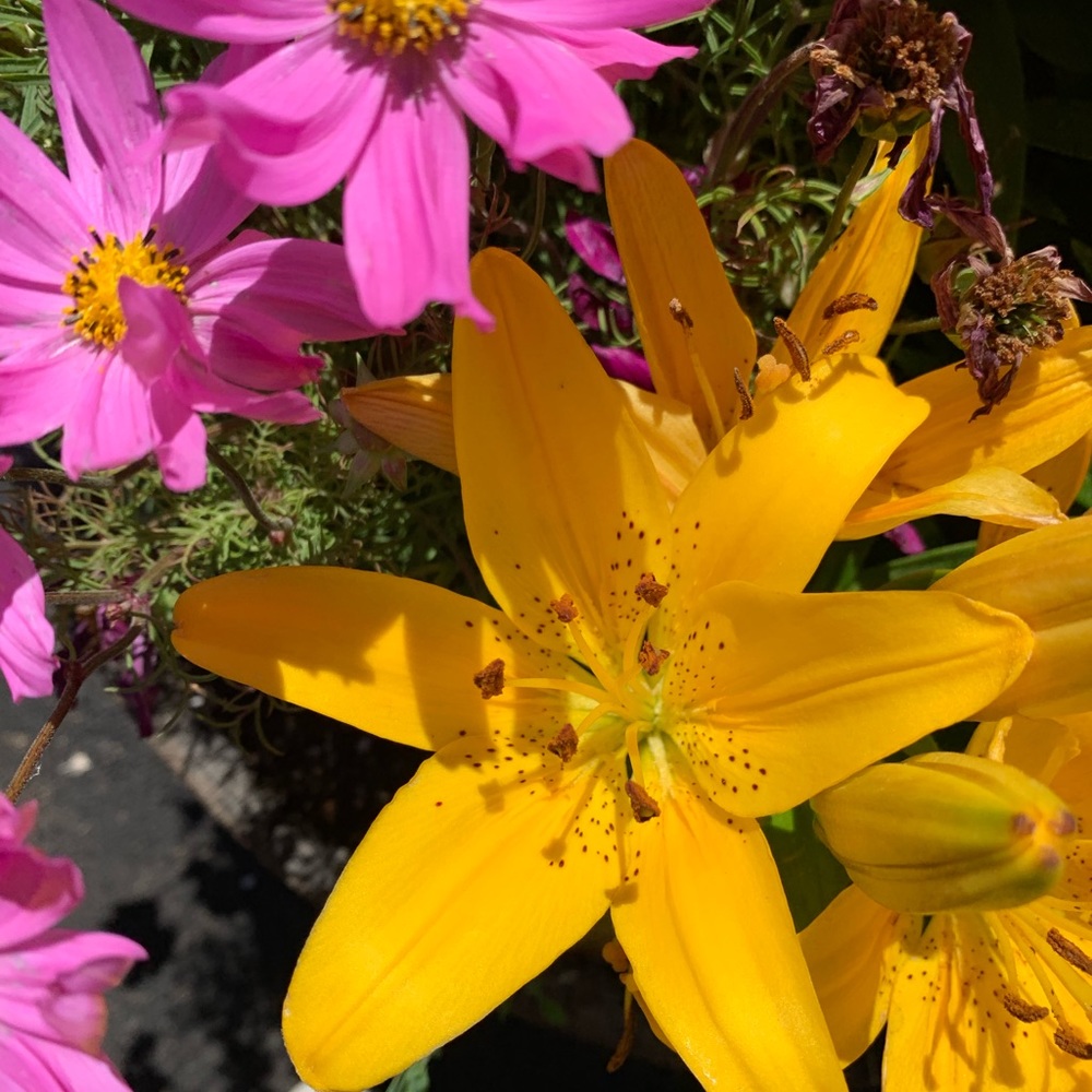 Meet your Posher, Sydney